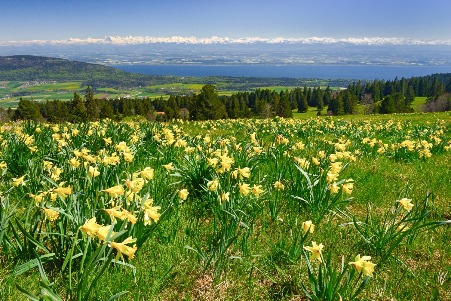En mai, le printemps règne dans le Jura mais les Alpes sont encore largement enneigées. Photos: natur-welten.ch