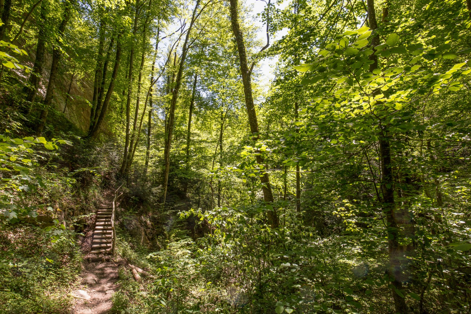 Le dernier tronçon traverse les gorges de Mültobel pour rejoindre Lüchingen. Photo: Daniel Fleuti 