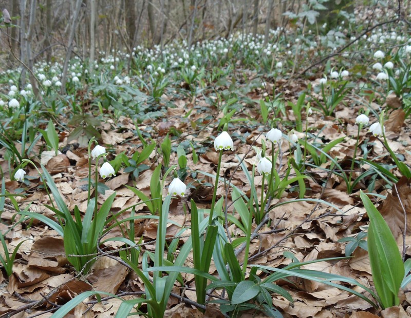 Signe précurseur de l'arrivée du printemps dans la forêt de l'Uetliberg.