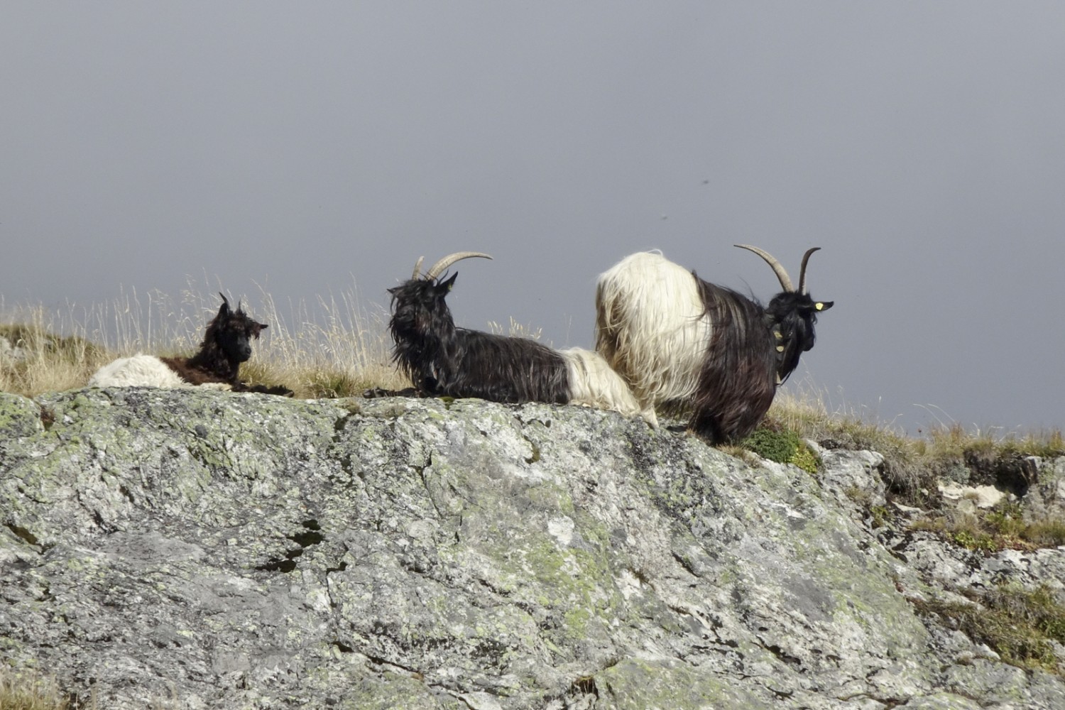 Troupeau de chèvres à col noir. Photo: Pascal Bourquin