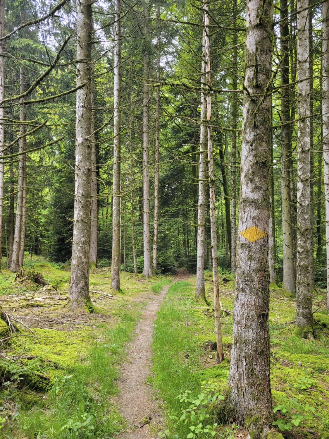 Idyllischer Waldweg eingangs Gondiswil. Bild: Yolanda Loosli