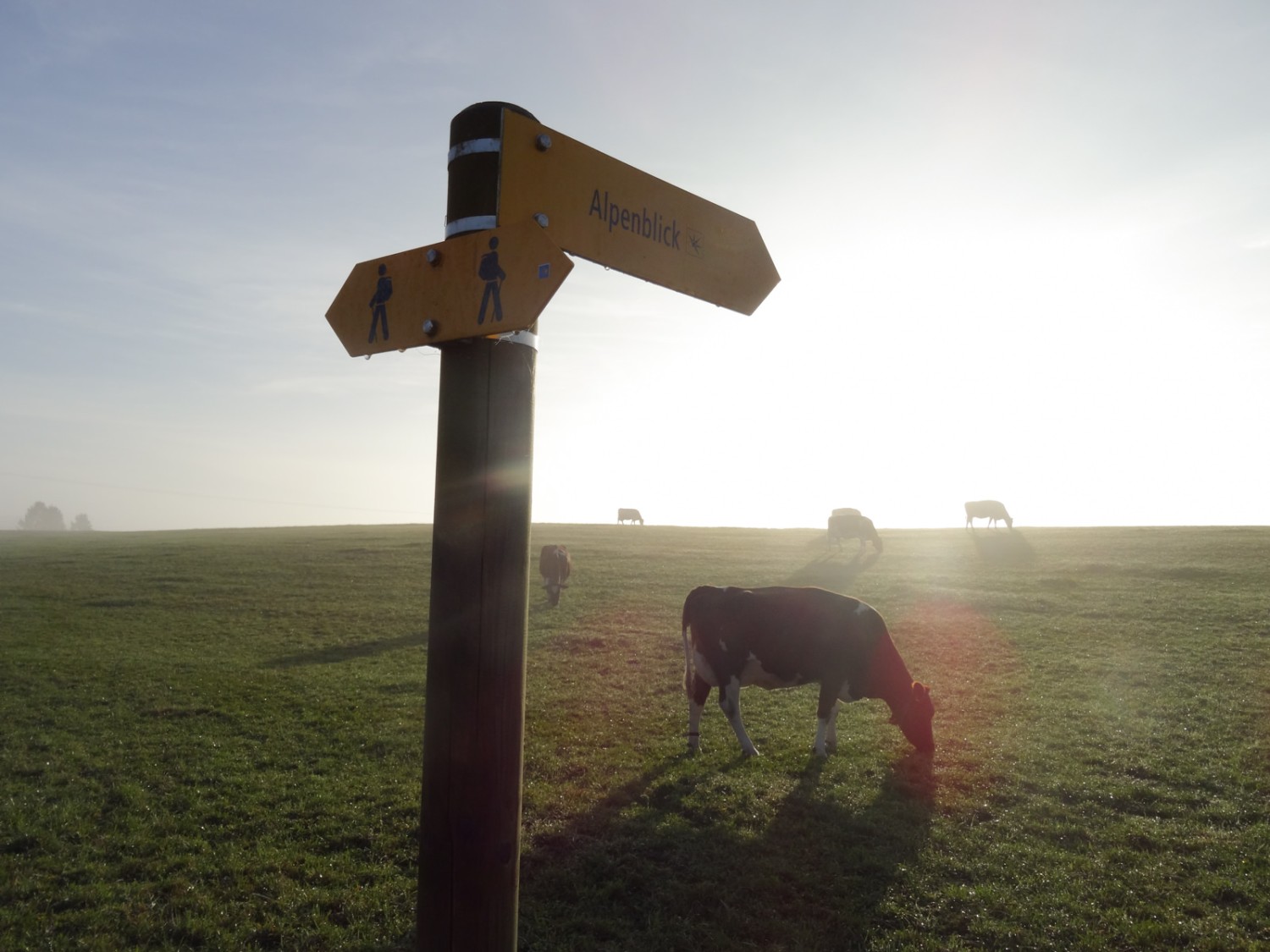 Les vaches apprécient-elles aussi le paysage lorsque le brouillard se lève? 