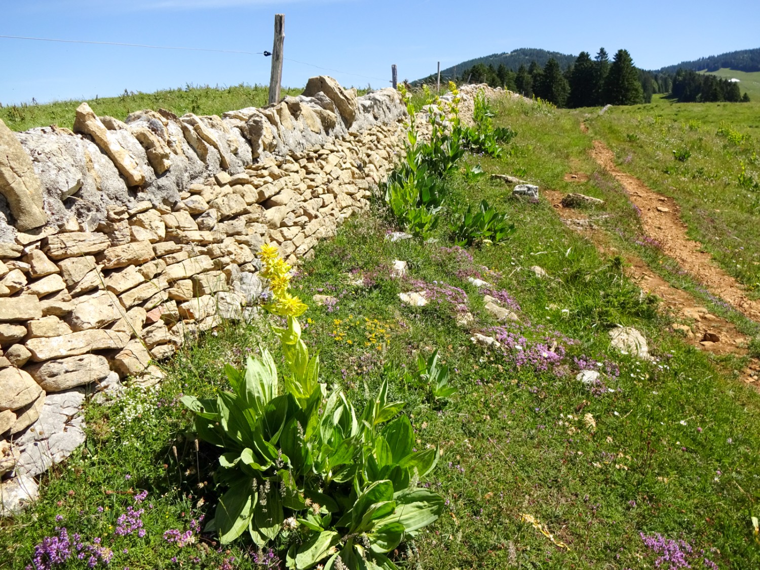 Typiques de la région, les murs de pierres sèches. Photo: Miroslaw Halaba