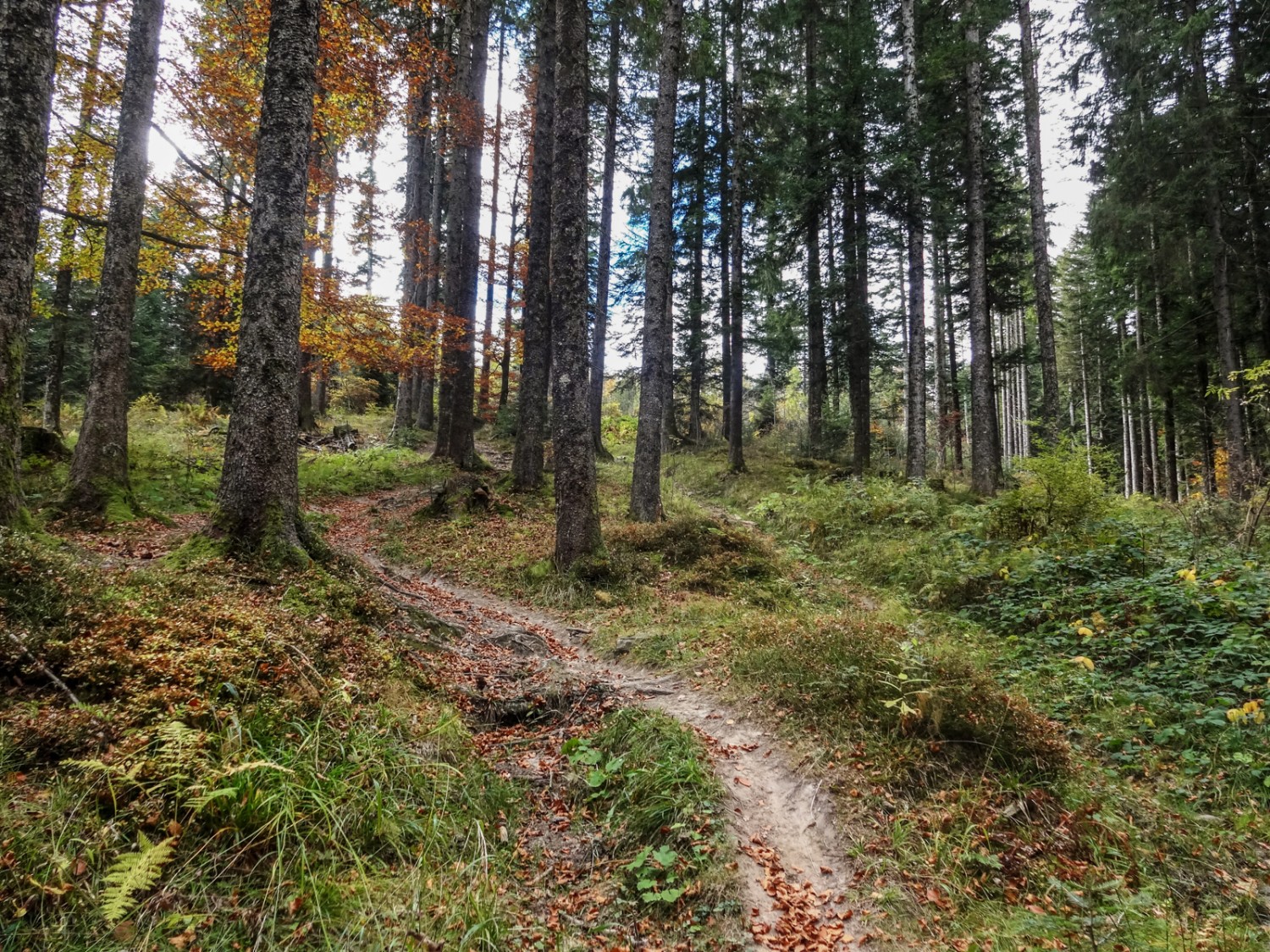 Un nouvel épisode forestier dans un relief tourmenté. Photo: Miroslaw Halaba