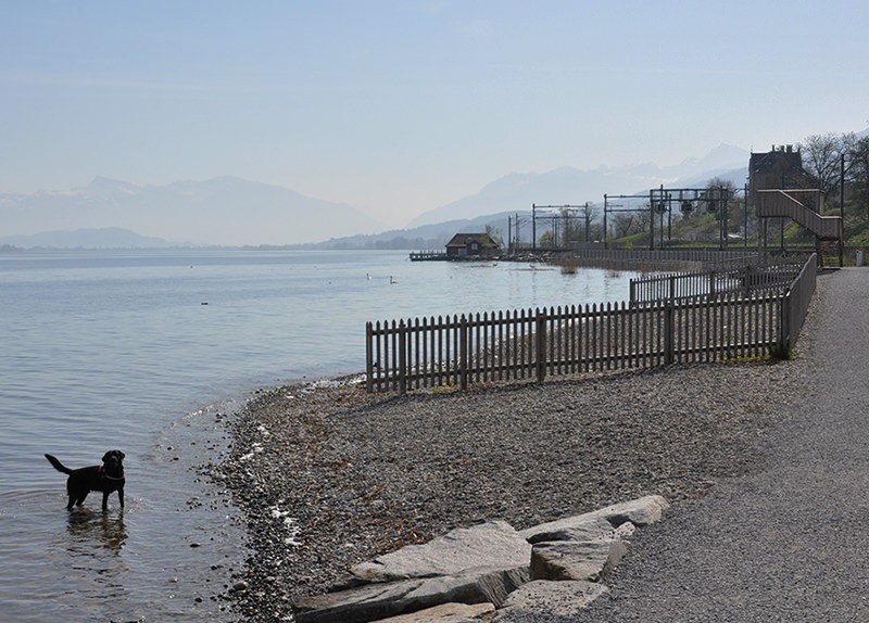 Marcher le long du lac plaît aussi aux chiens.