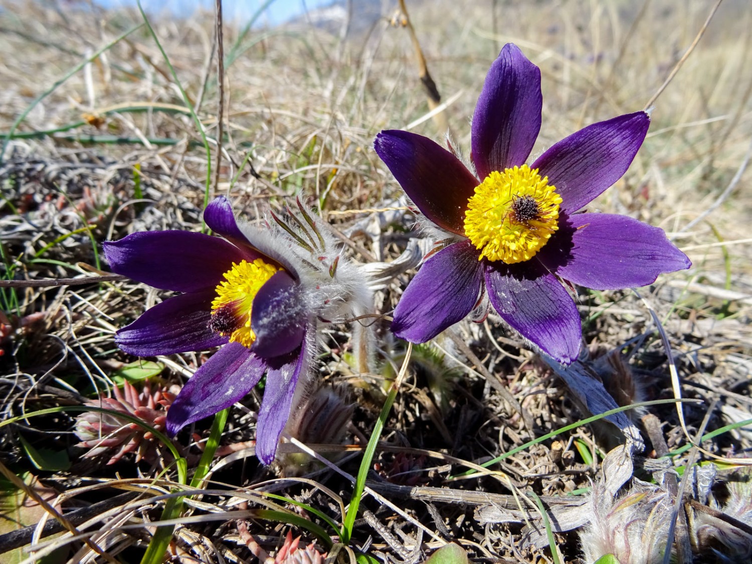 La jolie Pulsatille des montagnes (Pulsatilla montana) fleurit au printemps sur les versants arides. Photo: Sabine Joss