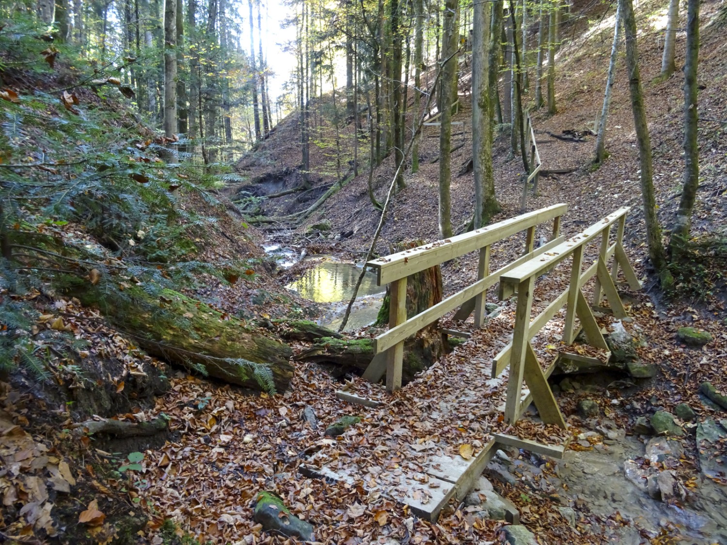 Dans le ravin du Hörlibach, un pont en bois pour franchir le ruisseau. Photo: Sabine Joss