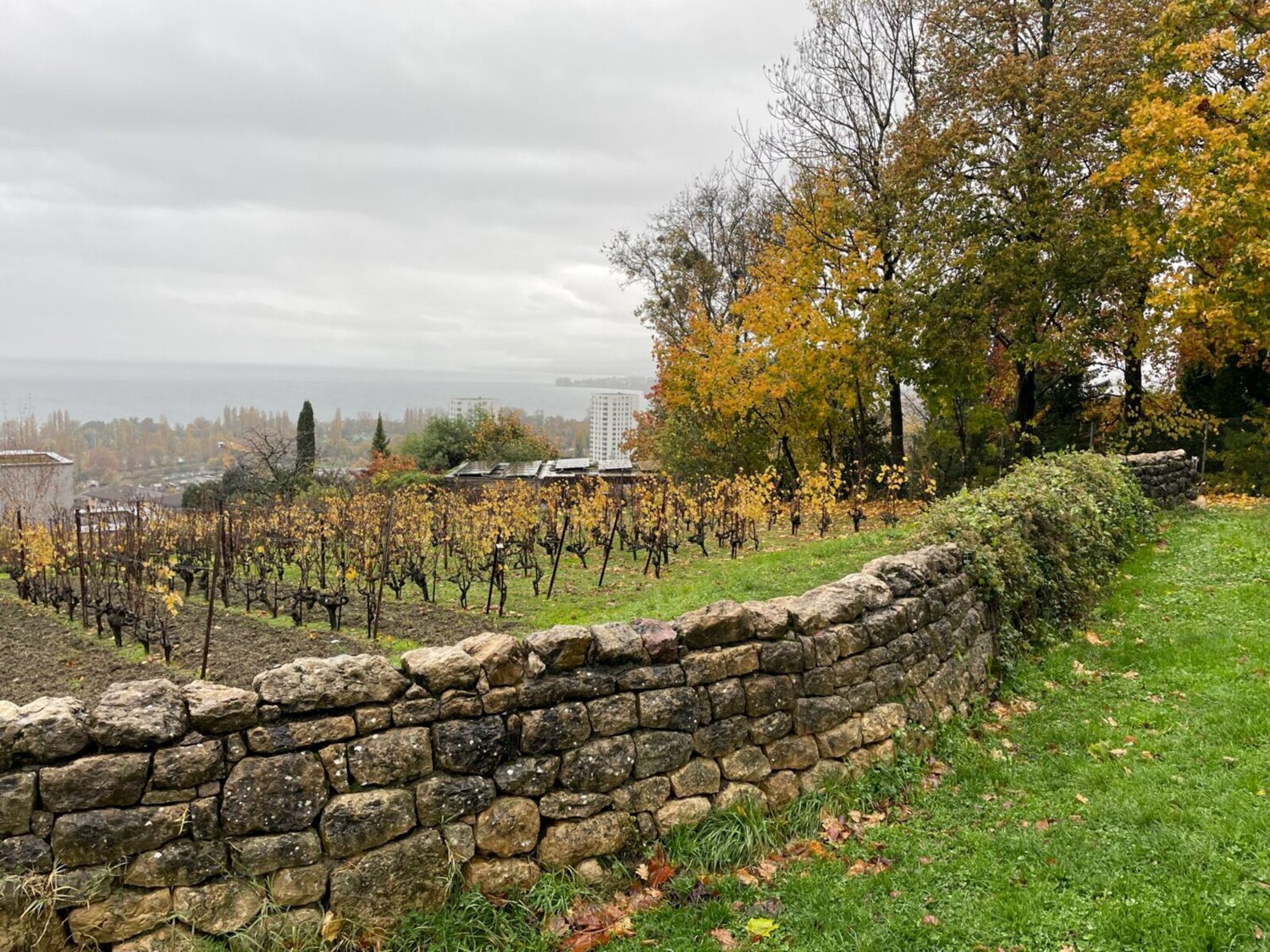 La colline du Languedoc et son petit vignoble au cœur de la ville