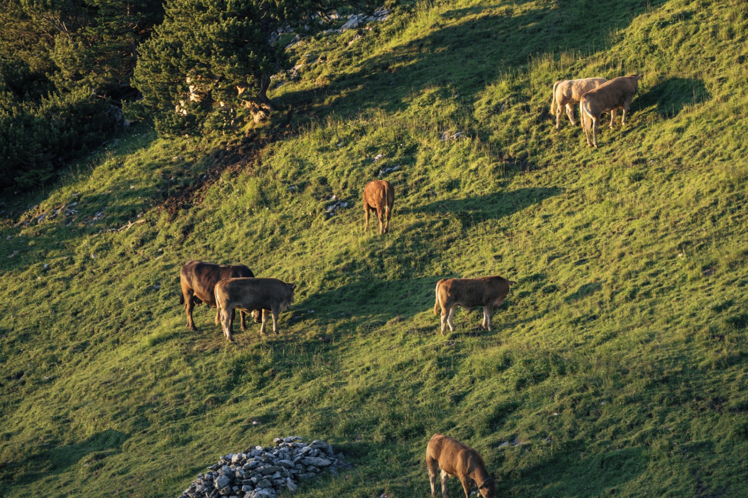 On rencontre encore des vaches en descendant de l’Obere Mans. Photo: Jon Guler
