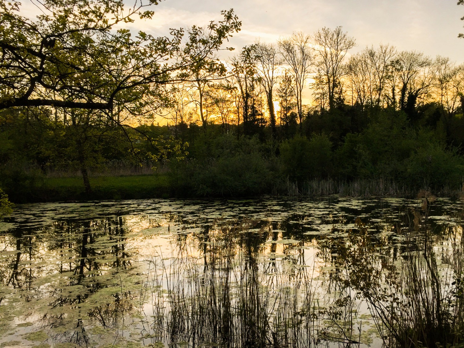 La nuit tombe, la danse nuptiale peut
commencer. Certains mâles donnent
le la, puis c’est tous en choeur qu’ils
coassent à tue-tête. Photo: Rémy Kappeler