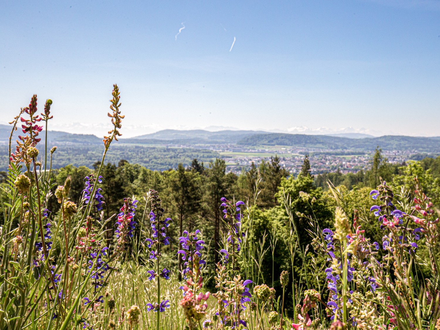 À Bergmatthof, le panorama sur l’Argovie et les Alpes est magnifique. Sauge et compagnie fleurissent dans les prairies. Photo: Daniel Fleuti