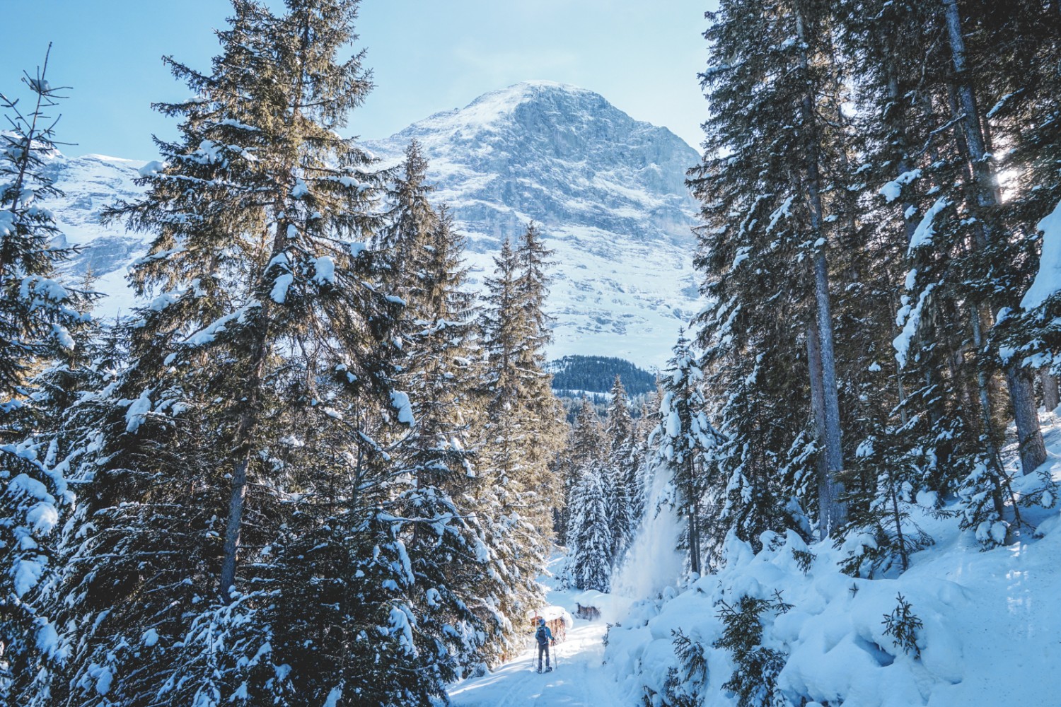 On aperçoit de nouveau l’Eiger à travers une trouée dans la forêt. Photo: Fredy Joss