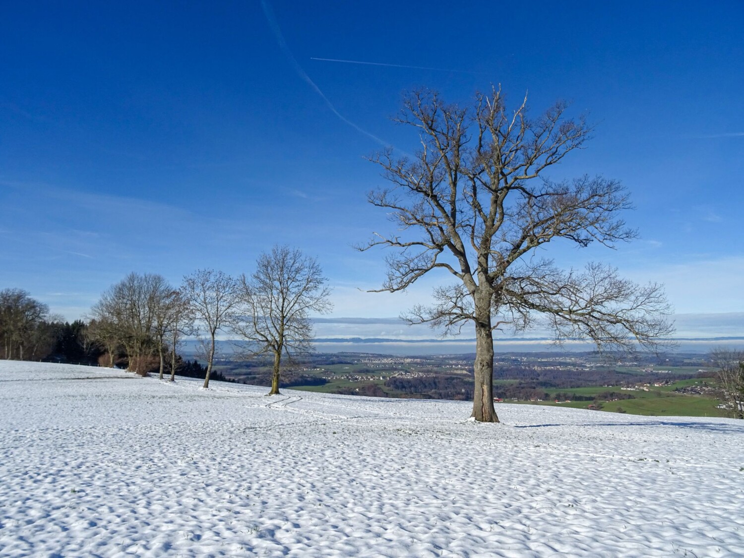 Allée de chênes au-dessus du Mont d’Avau