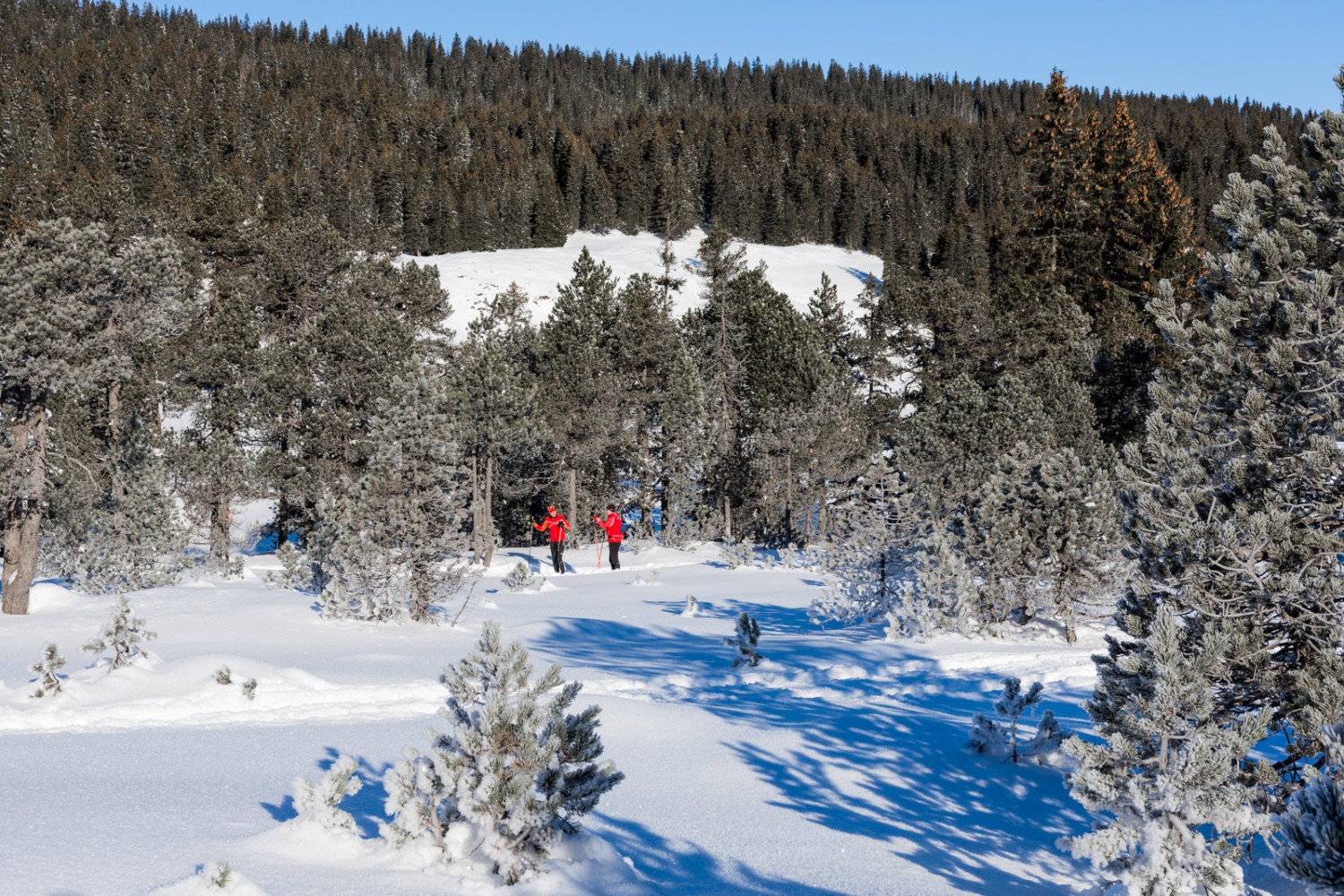 Les fondeurs glissent à travers la forêt de pins. Photo: Franz Ulrich