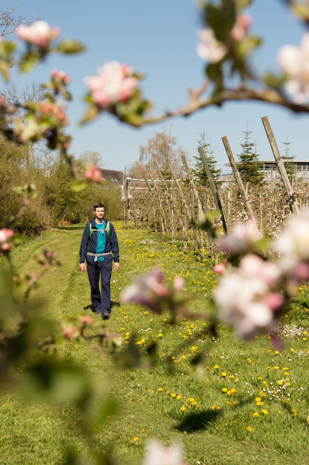 Beauté florale le long du sentier vers Stachen. Photo: Raja Läubli