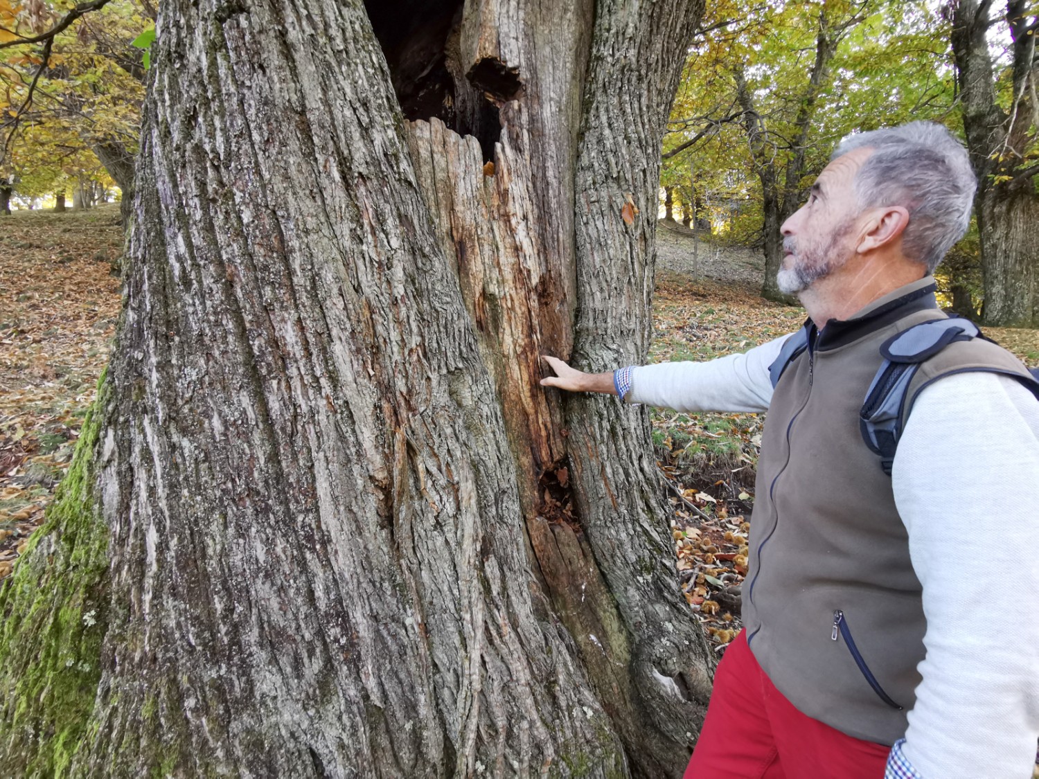 Les châtaigneraies abritent quelques arbres très anciens. Photo: Andreas Staeger