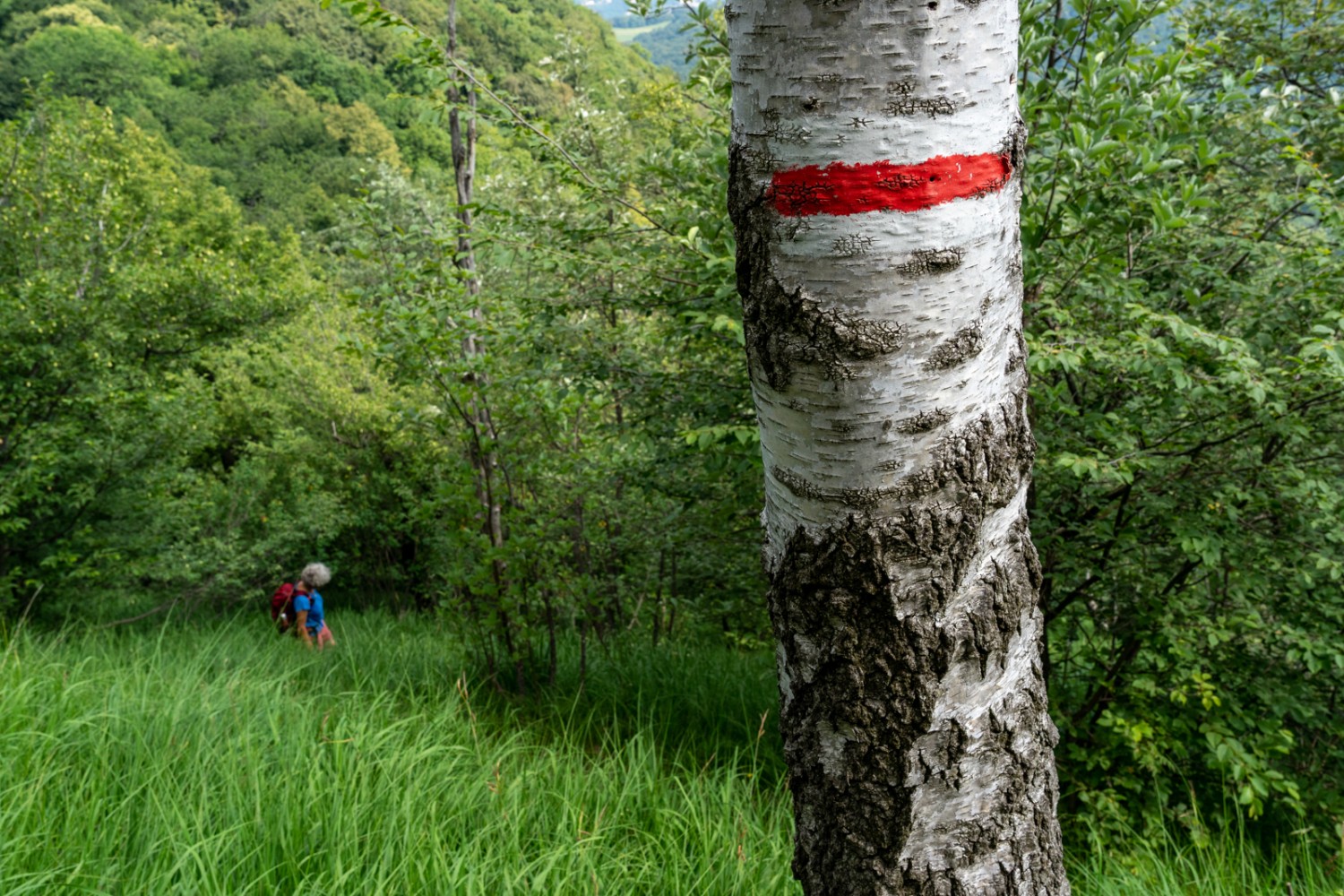 La randonnée passe souvent par des forêts de hêtres et par des clairières, comme sur la photo, où fleurit le lys safrané en juin.