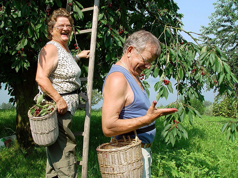 Le bonheur de la cueillette des cerises à Oberwil.