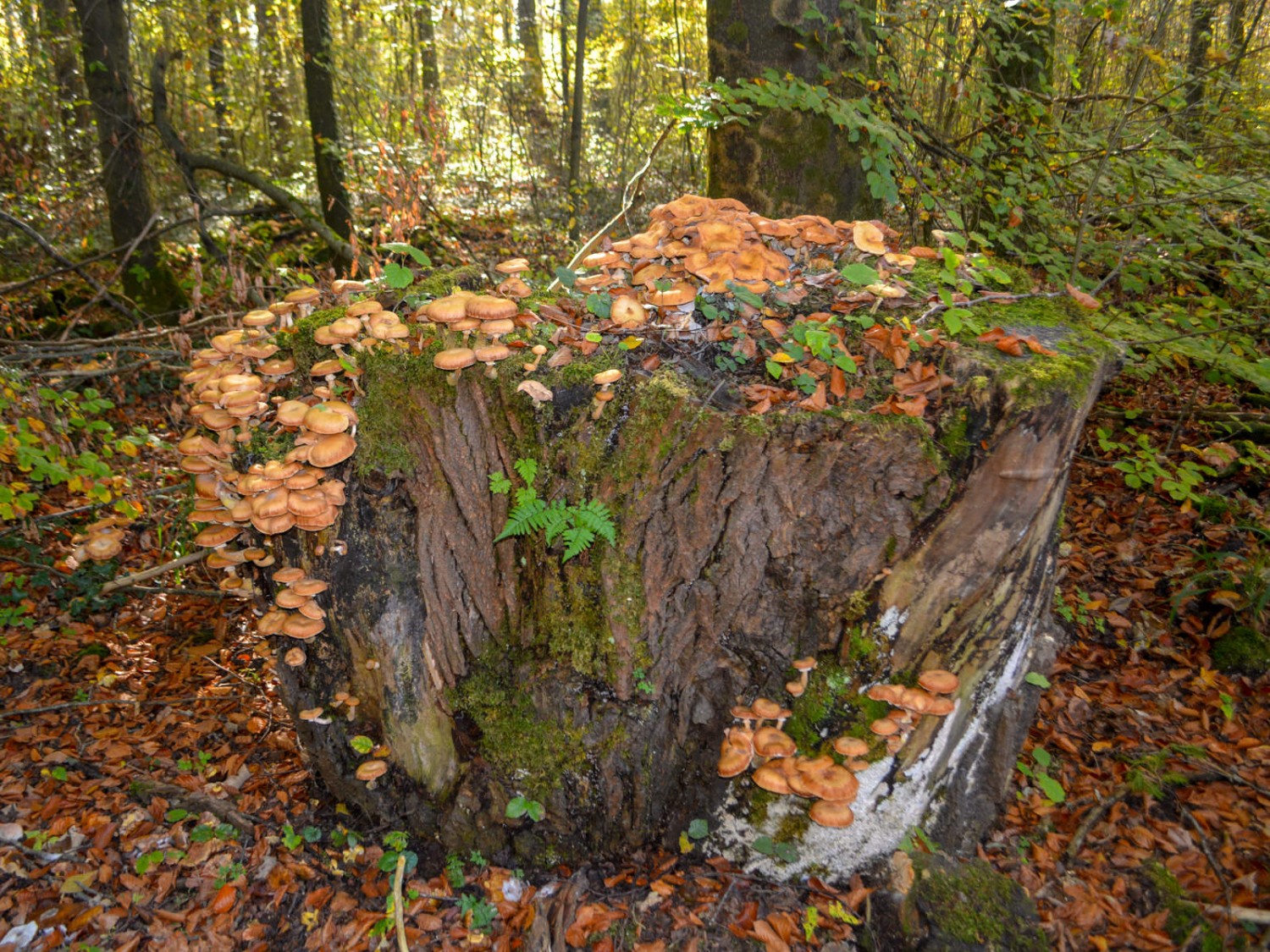 Il n’y a pas de doute, l’automne est bien là. Photo: Werner Nef