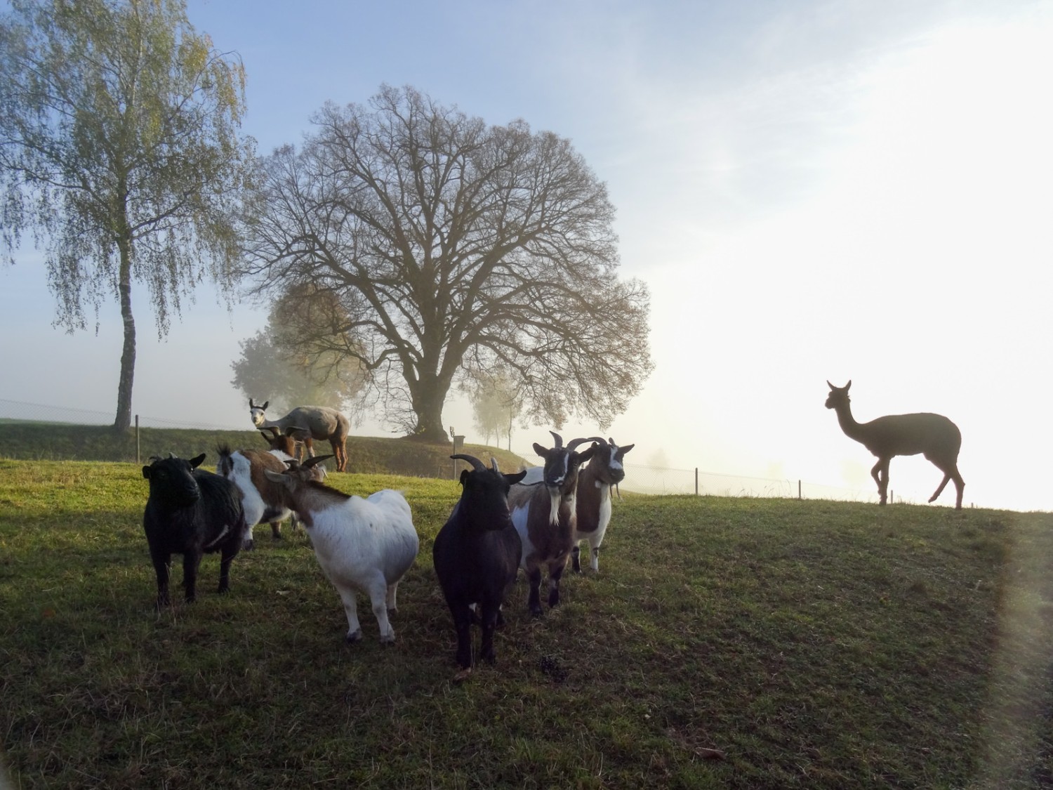 Les animaux de la ferme de Berghof dévisagent les randonneurs de passage. 