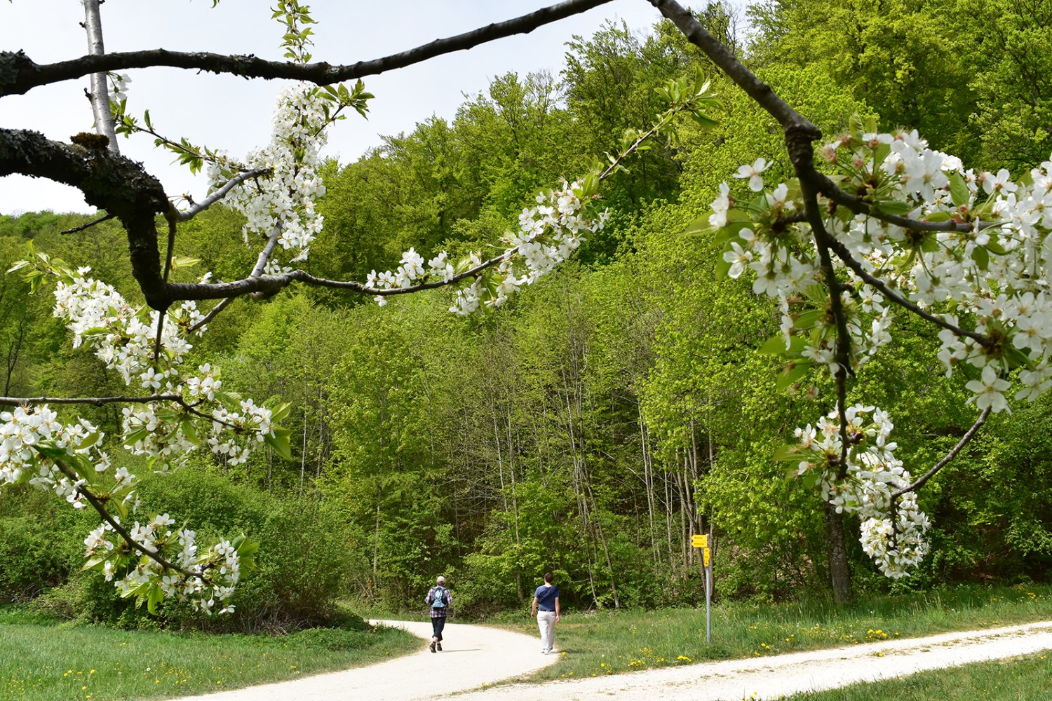 Une randonnée de printemps pour la vue et le goût. 
Photos: Nathalie Stöckli