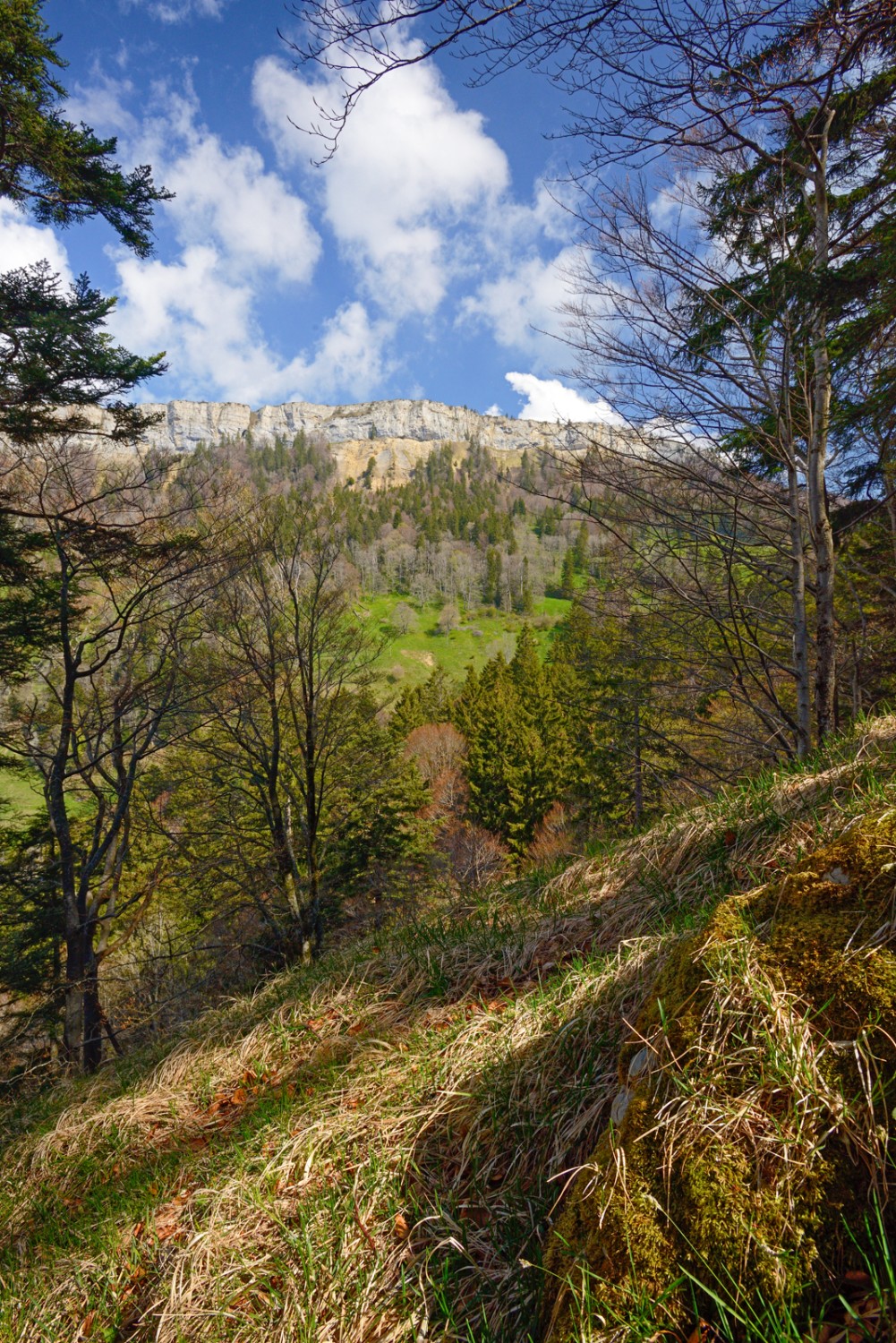 Dans la forêt du Bettlachstock, la vue s’offre sur les falaises de la Wandflue. Photo: natur-welten.ch