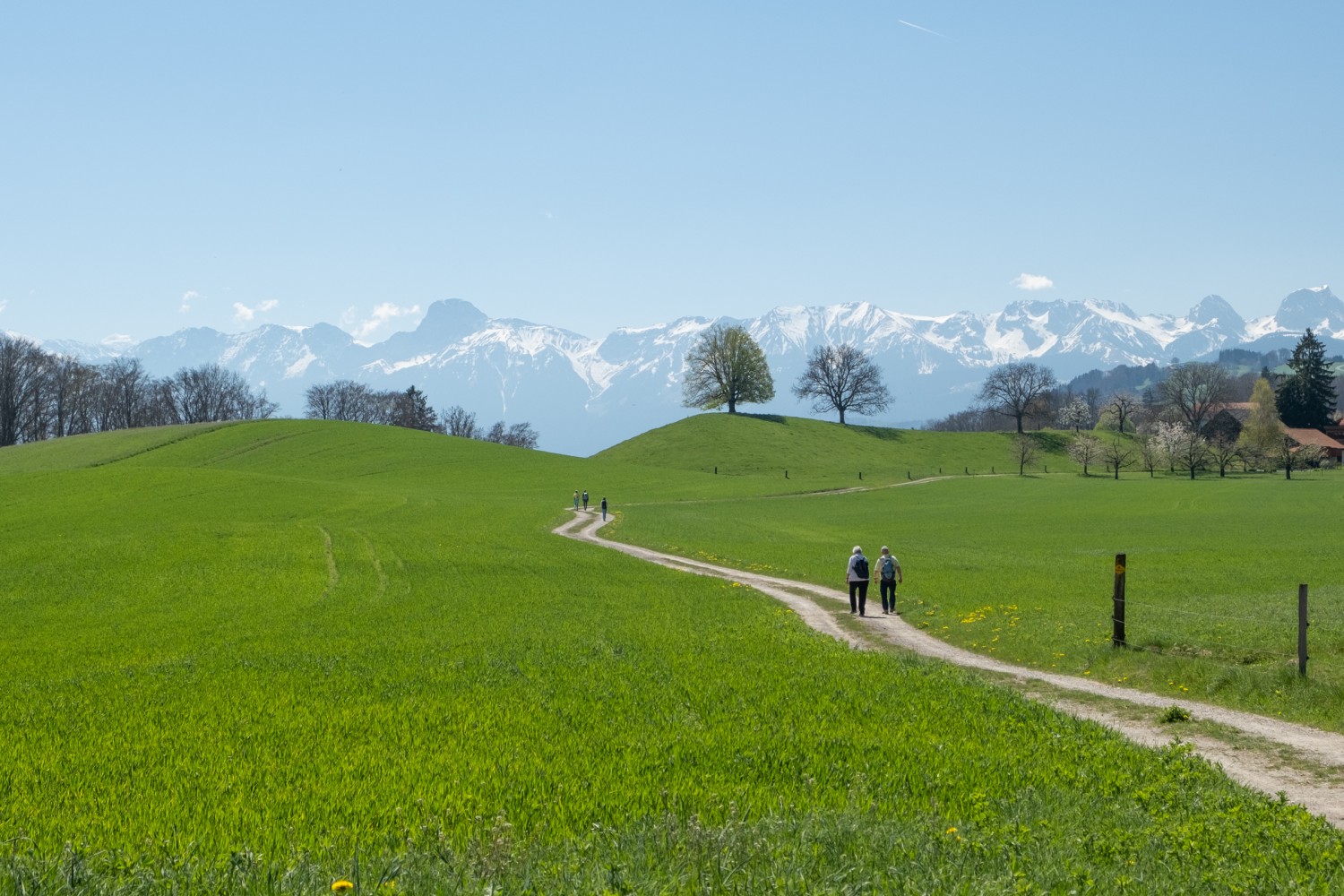 Kurz vor dem Weiler Hofmatt: sattgrüne Wiesen vor schneebedeckten Gipfeln. Bild: Markus Ruff