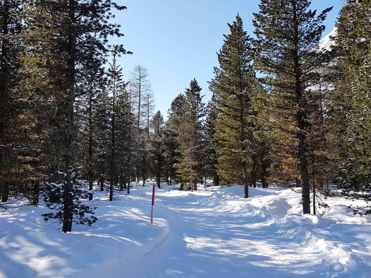 Hormis la calèche, aucun véhicule ne circule sur le chemin de randonnée hivernale. Photo: Laura Riedi