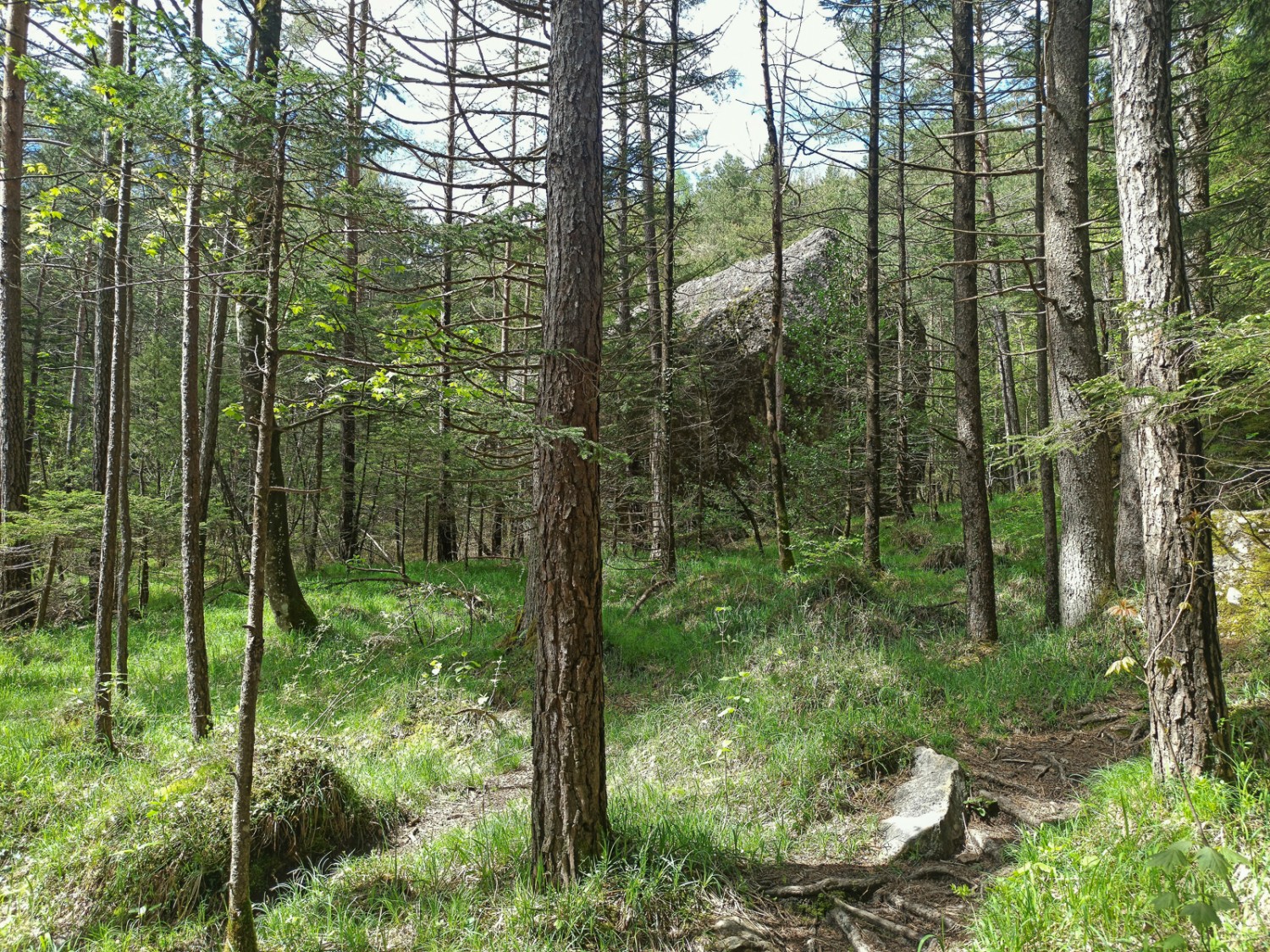 De très grands blocs rocheux apparaissent régulièrement dans la forêt. Photo: Michael Dubach