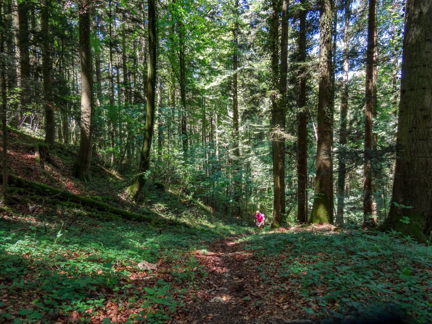 Montée à travers la forêt et son agréable fraîcheur. Photo: Vera In-Albon