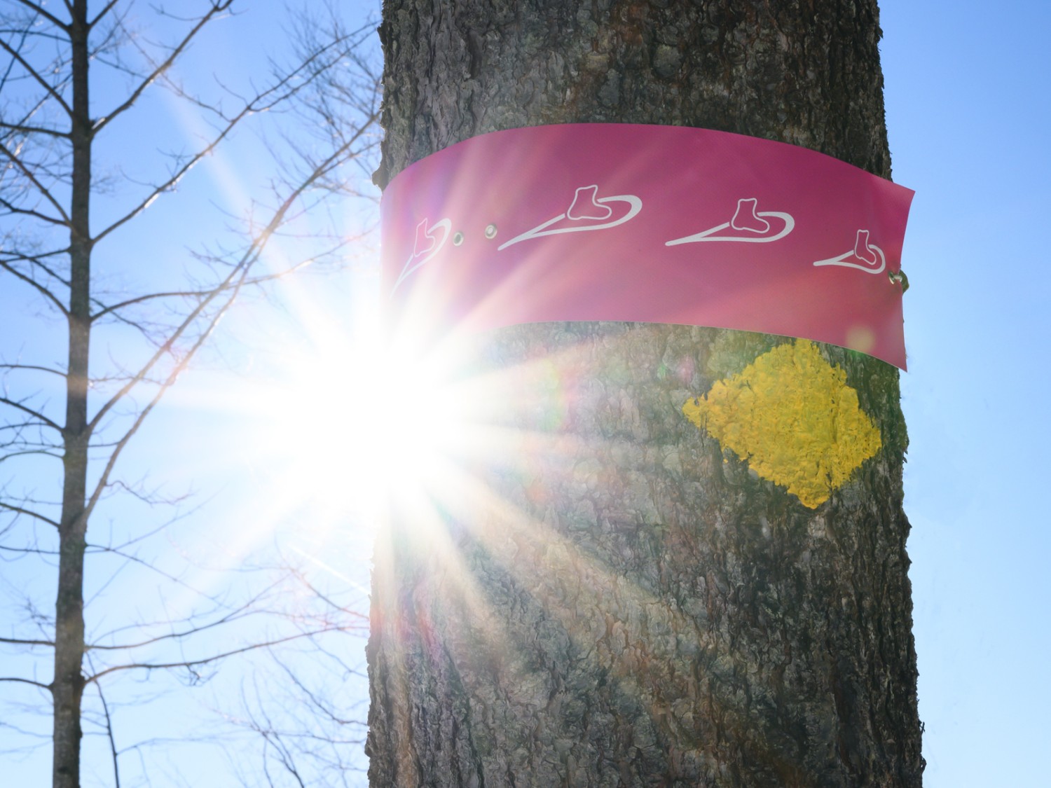 À partir de la forêt de Bruggerenwald, le chemin est marqué par ces indicateurs de direction roses. Photo: Jon Guler