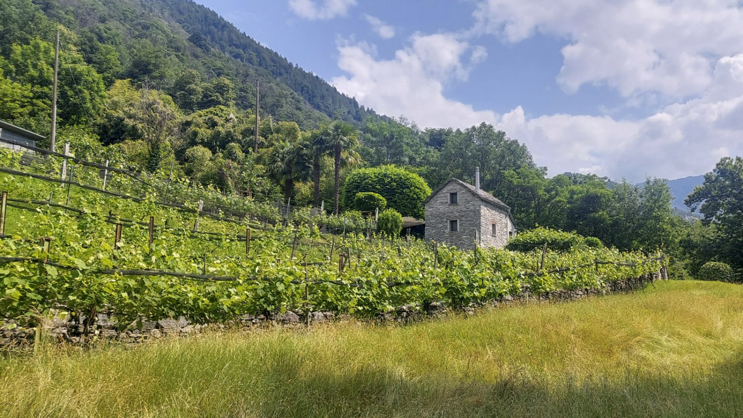 Am Südhang über der Melezza reift der Wein. Bild: Tatjana Häuselmann