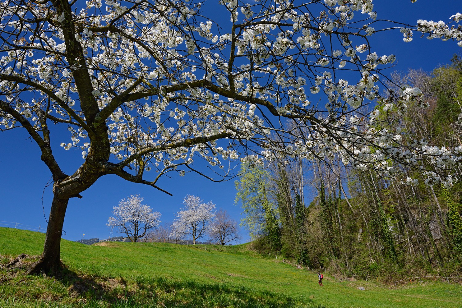 Durant la randonnée qui mène au Wildspitz, les fleurs de cerisier ressemblent à des balles blanches.