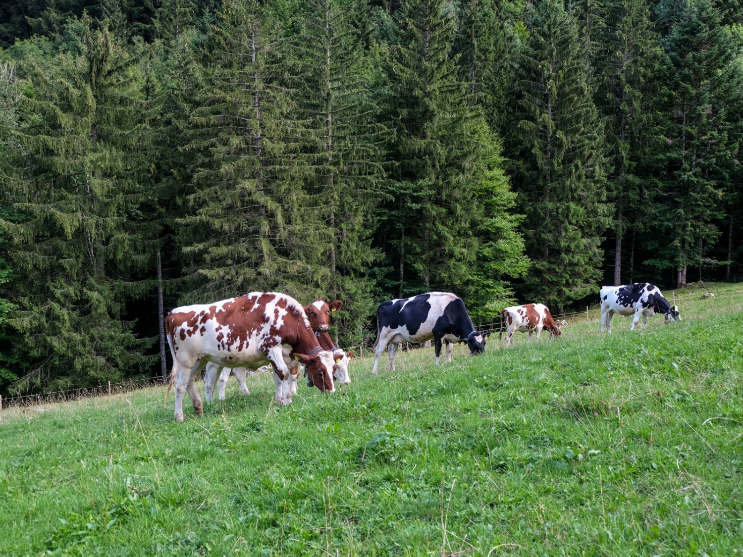 Voici les vaches au travail. Photo: Elsbeth Flüeler