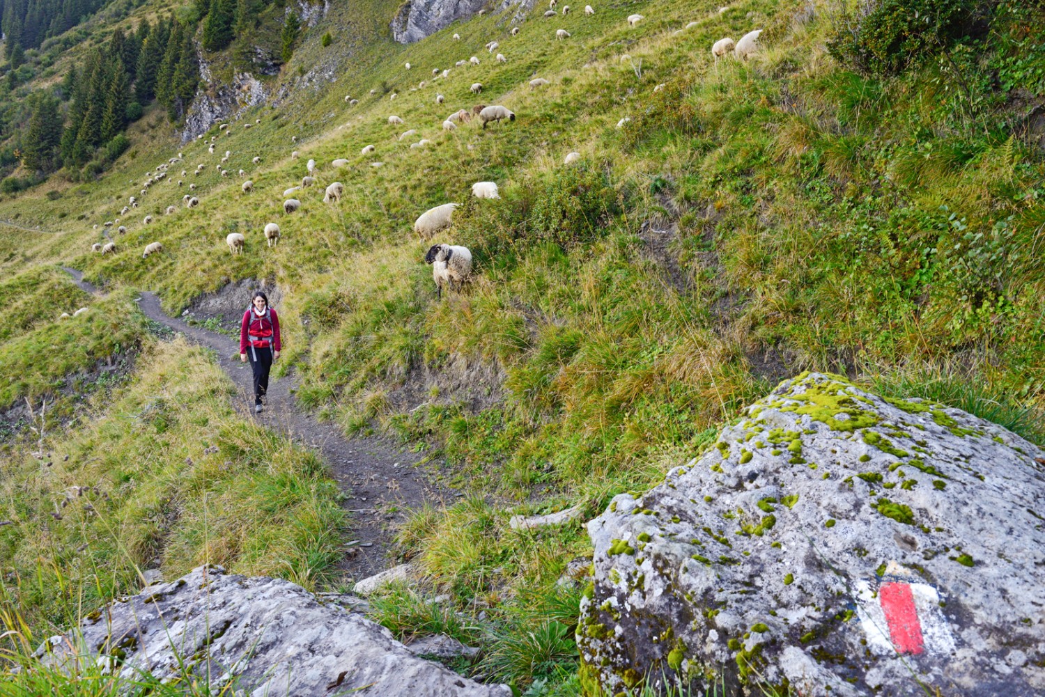 Troupeau de moutons sur le flanc des Dents du Midi, près d’Antème. Photo: natur-welten.ch