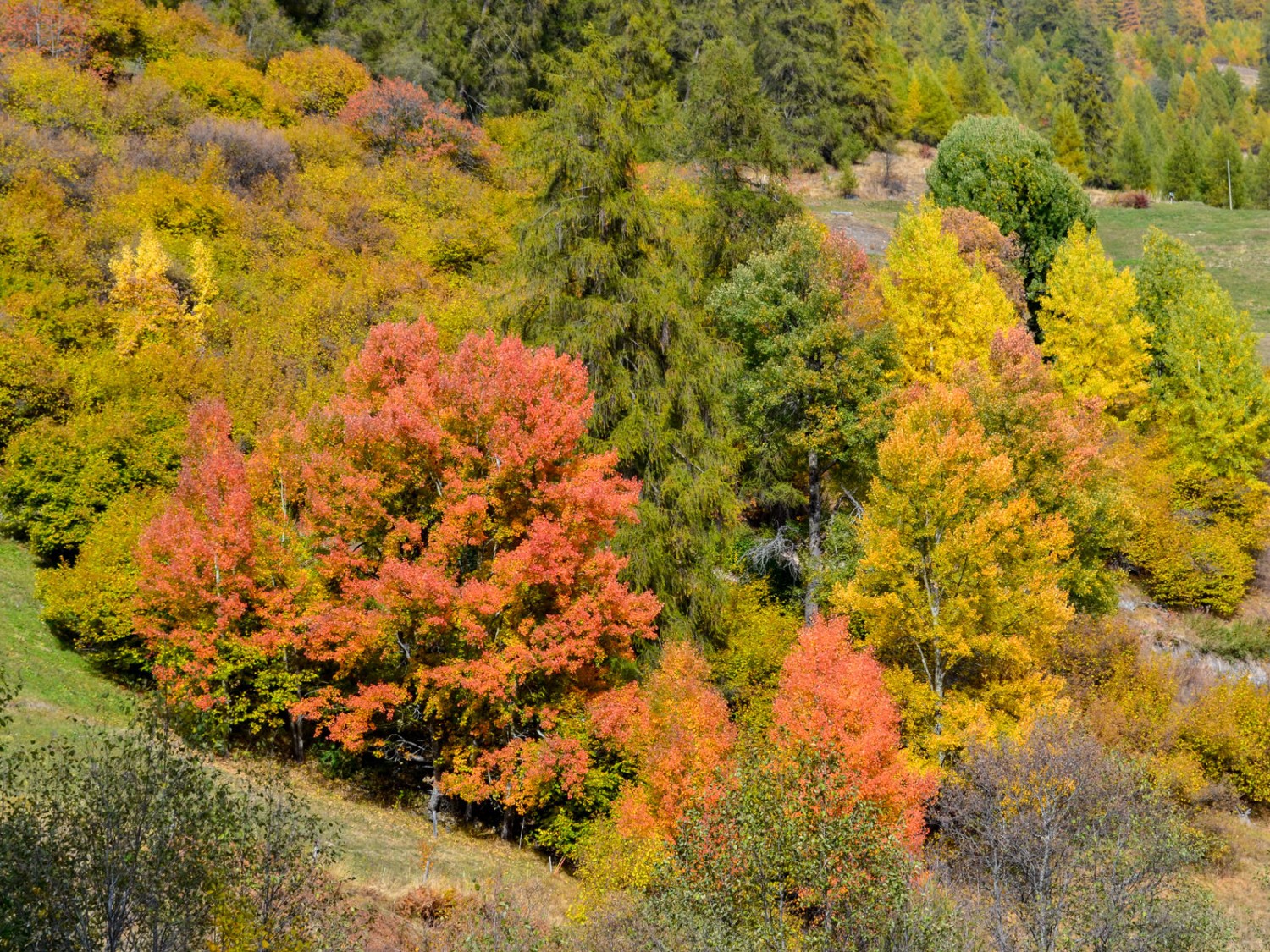 Des trembles flamboyants près de Valchava. Photo: Sabine Joss