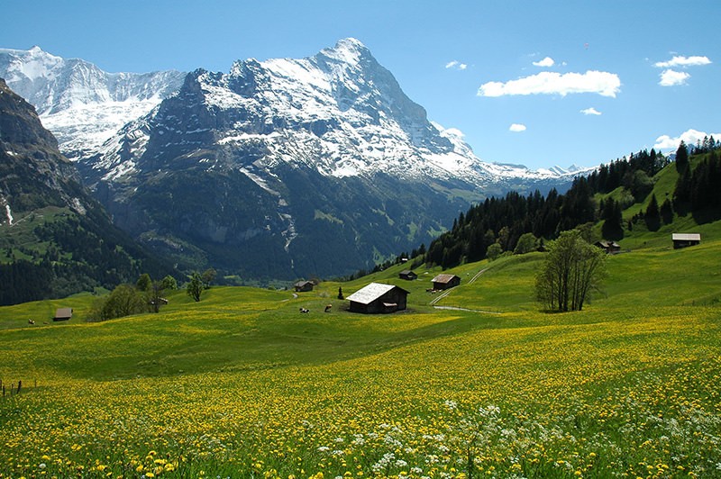 Blick vom Schäftigenmoos über Frühlingsmatten auf den Eiger.
Bild: Evelyne Zaugg