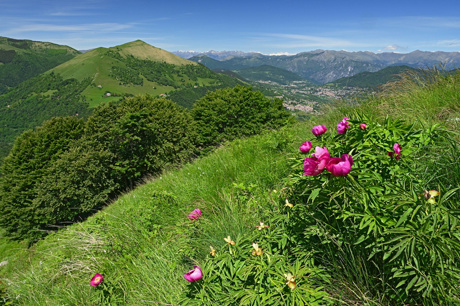 Peonie selvatiche sul Sasso Gordona in territorio italiano. Foto: natur-welten.ch