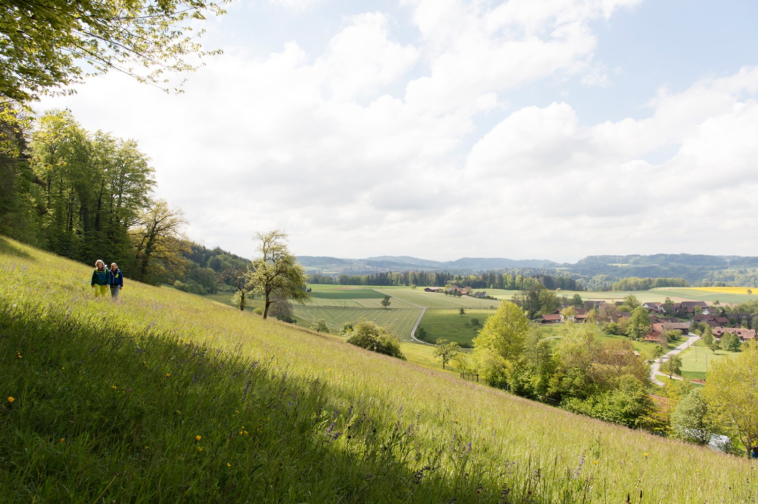 Par des prés et des pâturages vers Oberlangenhard, où vécut le compositeur Paul Burkhard. Photos: Raja Läubli