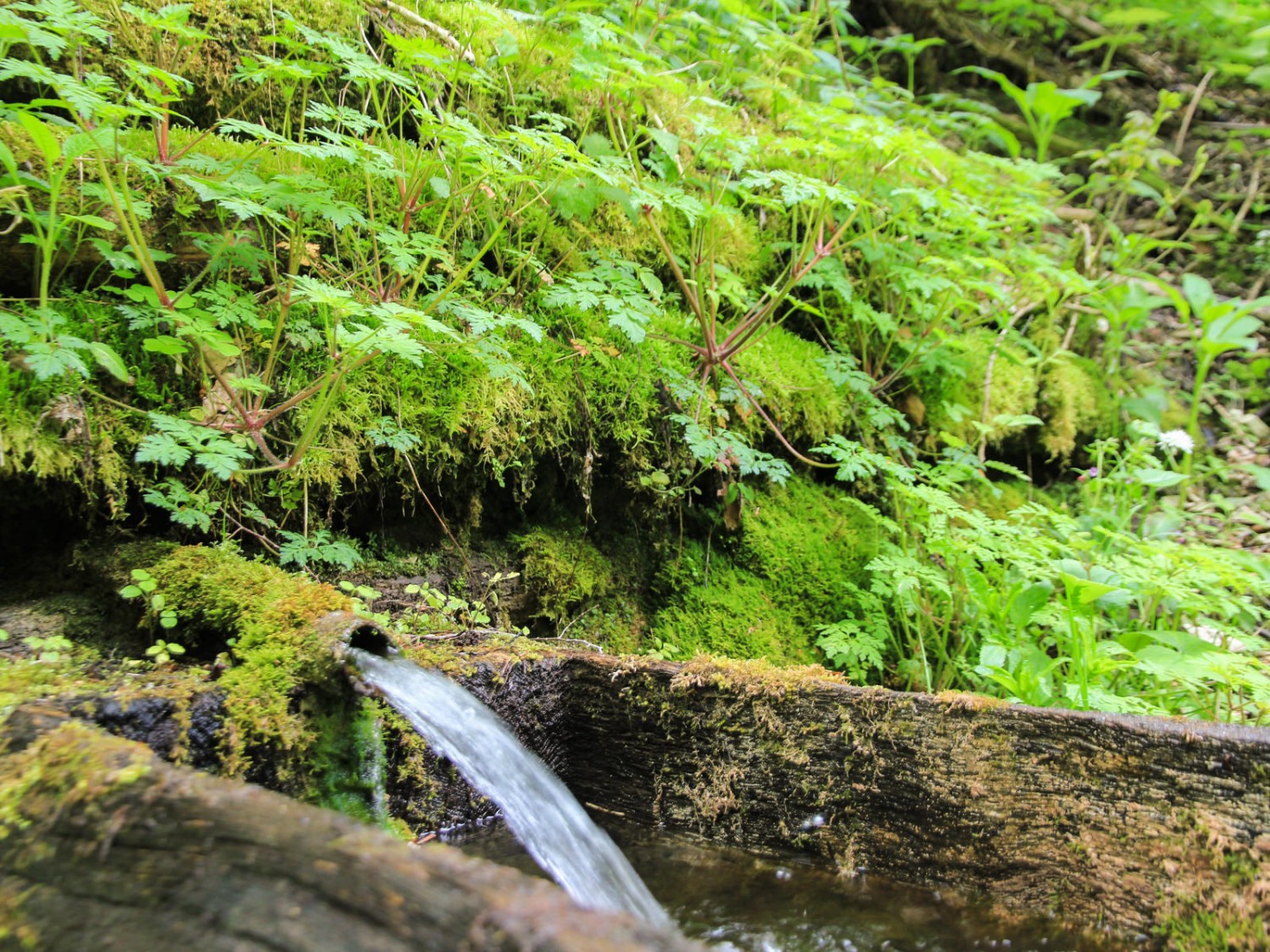 La forêt présente un mélange de feuillus assez dense tout en restant suffisamment clairsemée pour les orchidées. Photo: Elsbeth Flüeler