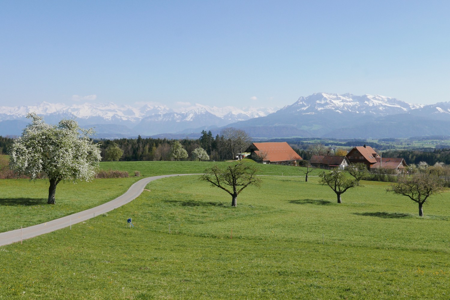 Après le terrain de golf de Gormundermoss, place aux arbres en fleurs et à la vue sur les Alpes. Photo: Susanne Frauenfelder
