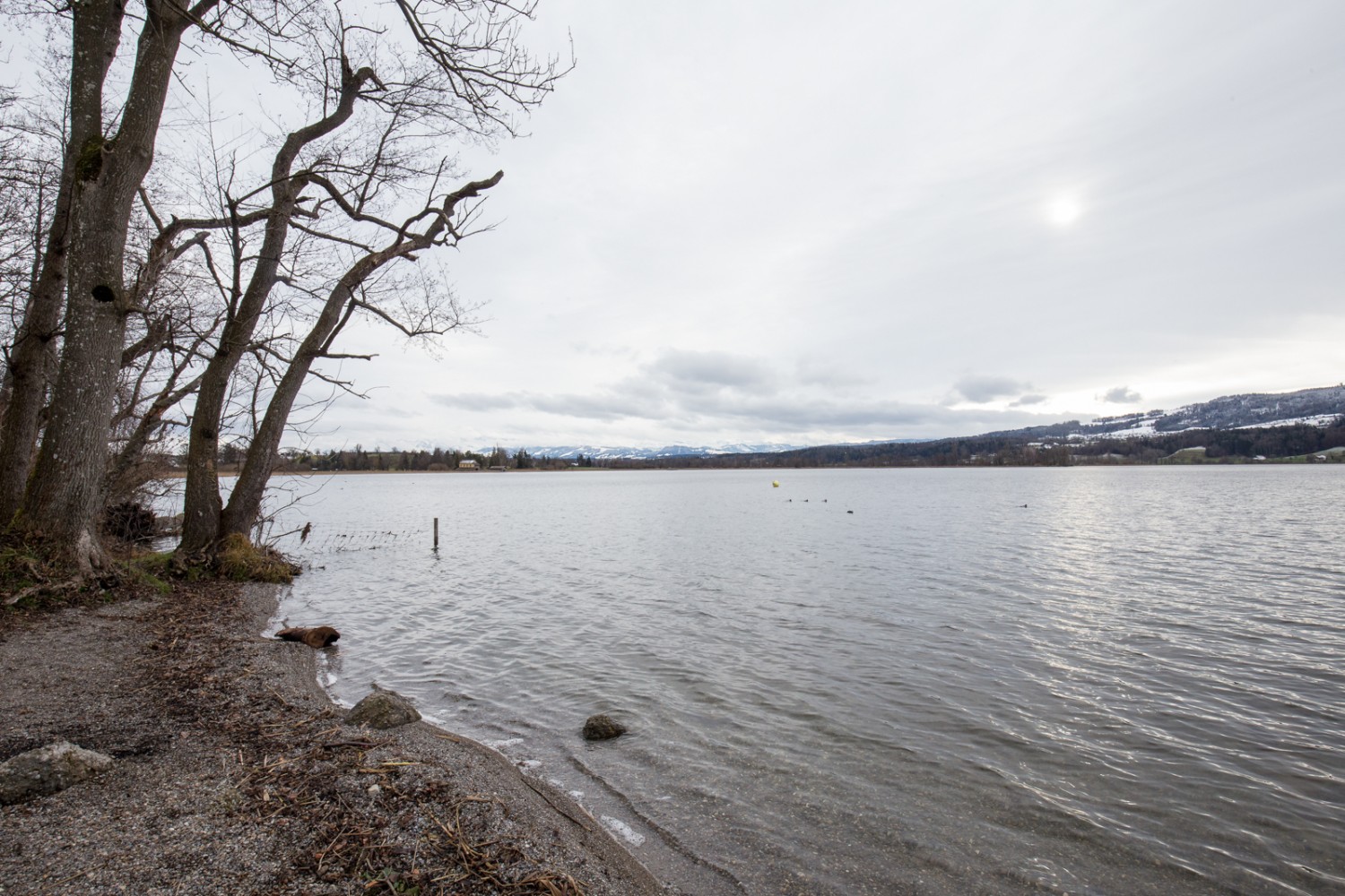 Blick auf den See vom Wanderweg aus zwischen Niederuster und Greifensee. Bild: Daniel Fleuti