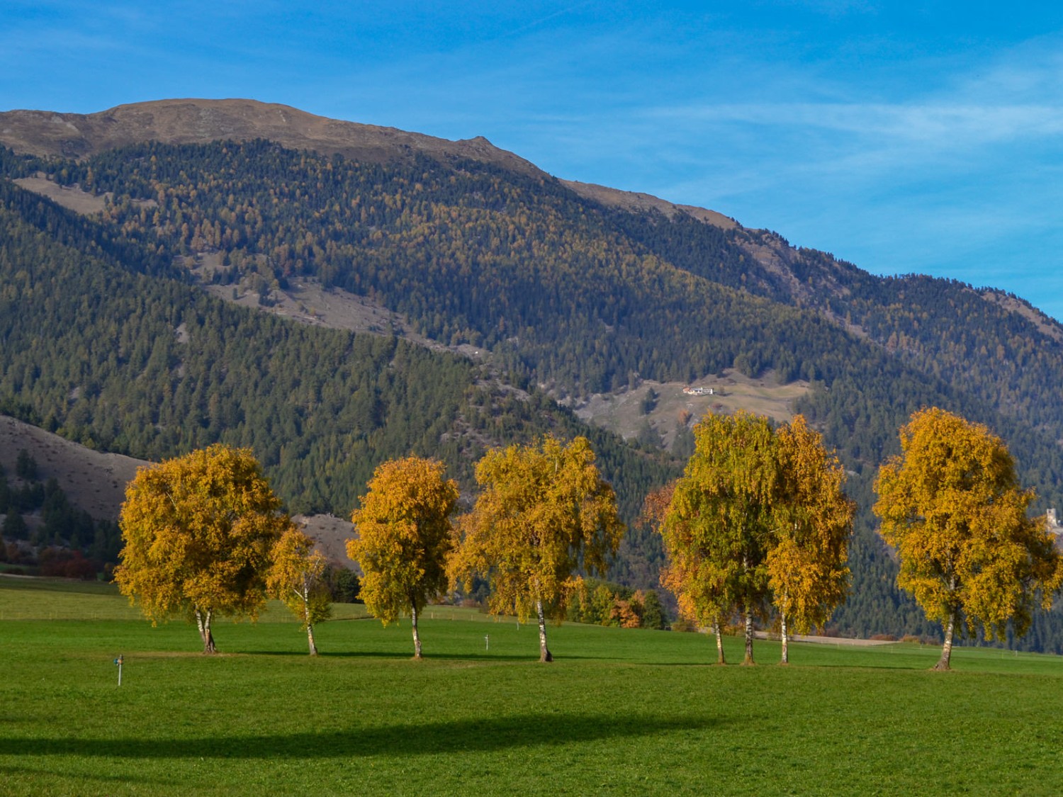 Des bouleaux en habit d’automne près de Müstair. Photo: Sabine Joss