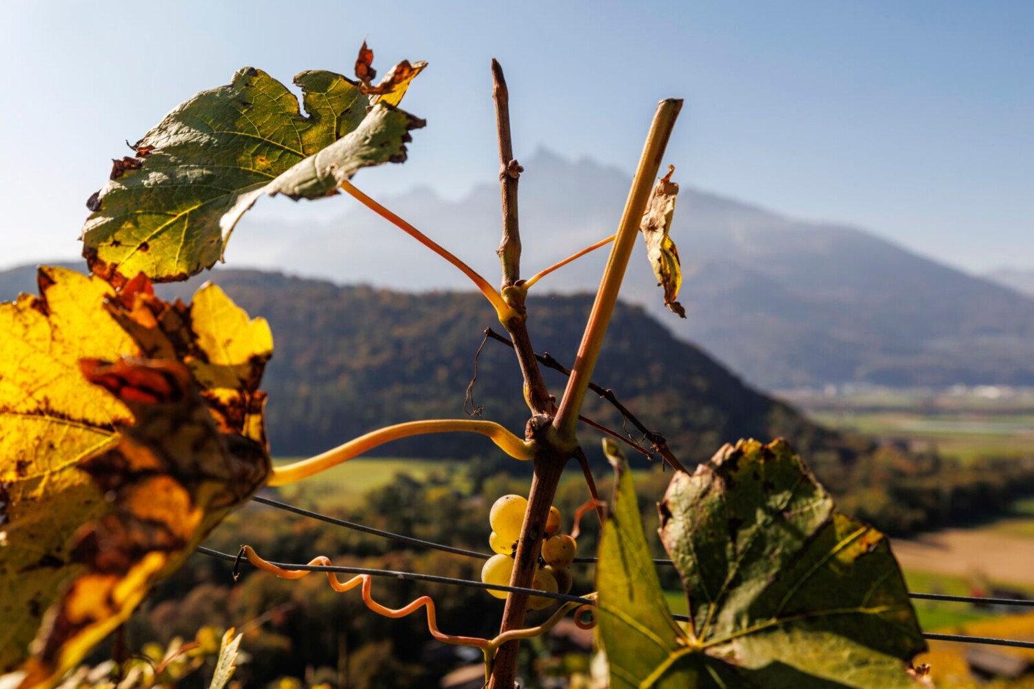 Des vignes ornent le bord du chemin.