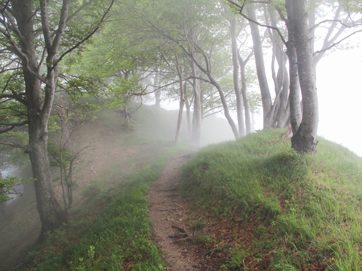Le chemin traverse un bosquet de bouleaux, puis une forêt de hêtres. Photo: Andreas Sommer