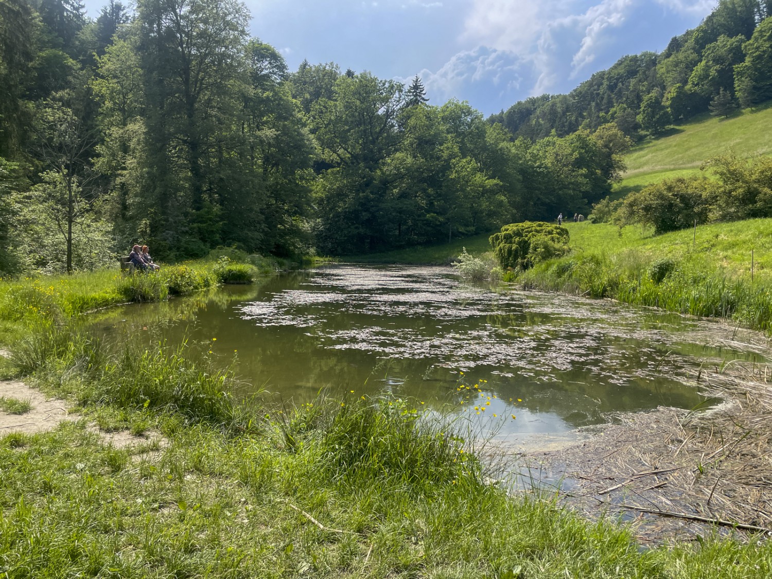 La panchina al bordo dello stagno è un luogo idilliaco per fare una sosta. Foto: Vera In-Albon