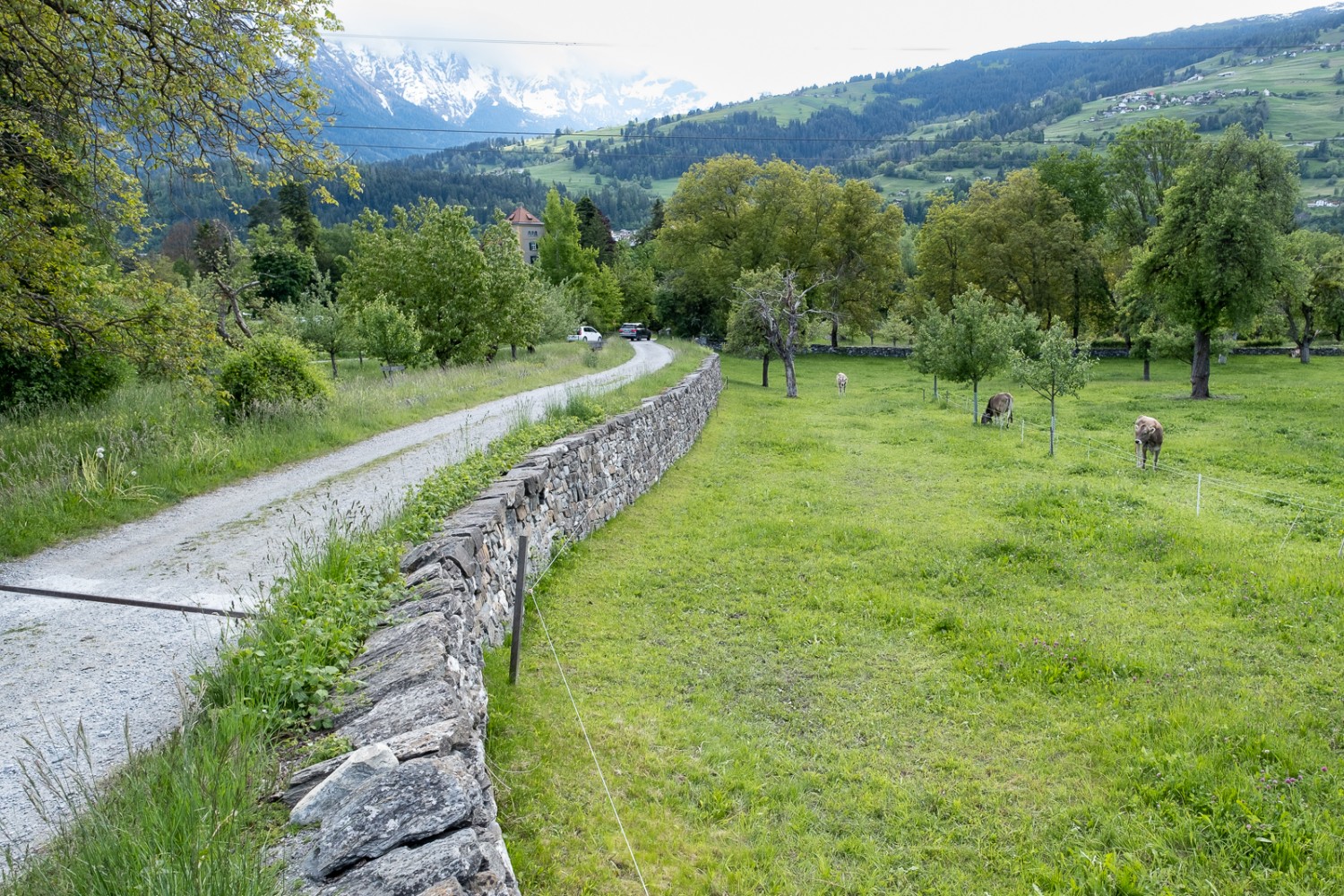 Poco prima di arrivare alla meta, già si intravede il castello di Schauenstein attraverso le cime degli alberi. Foto: Markus Ruff