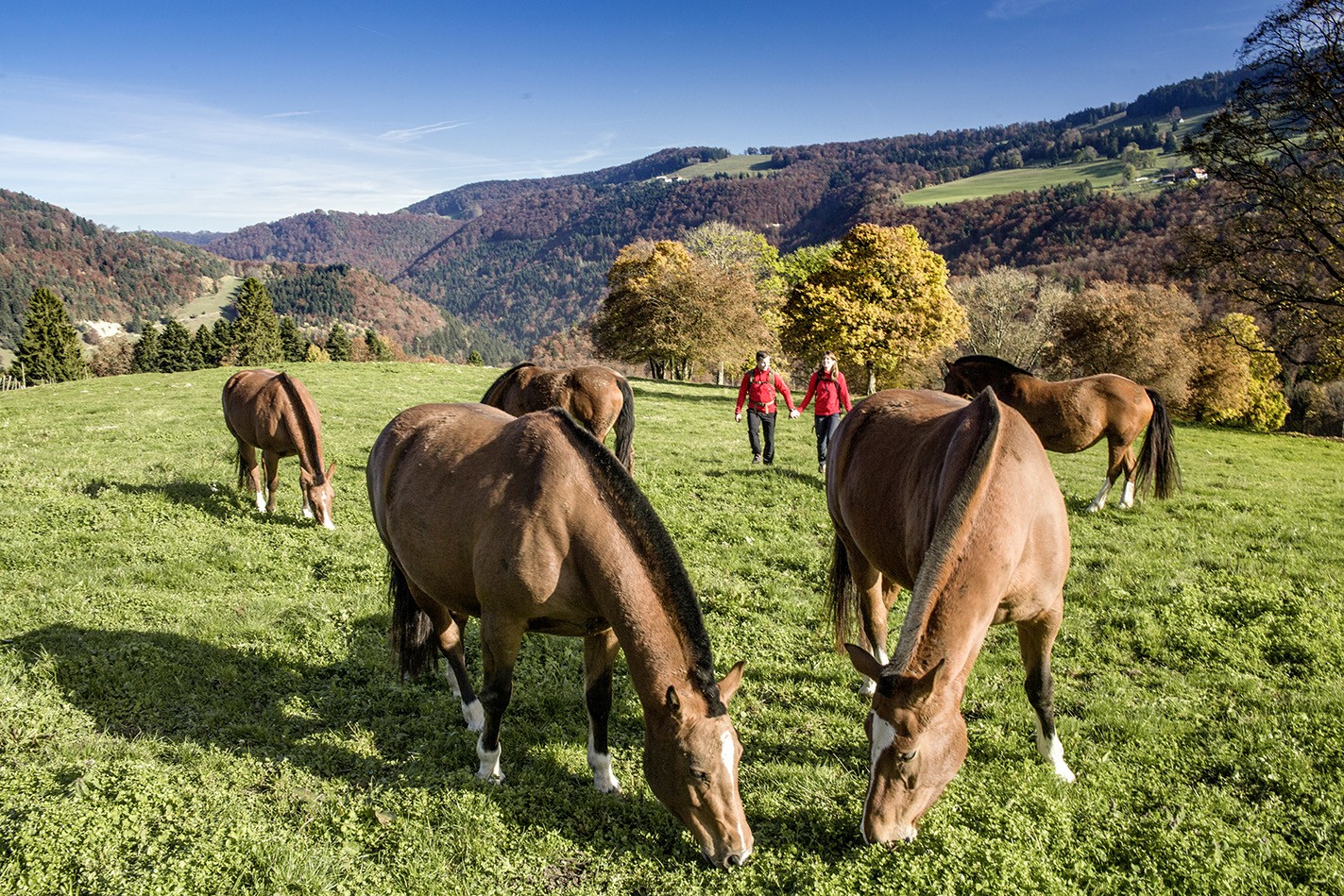 Pour les amoureux des chevaux, les Franches Montagnes sont incontournables. Photo: Christof Sonderegger