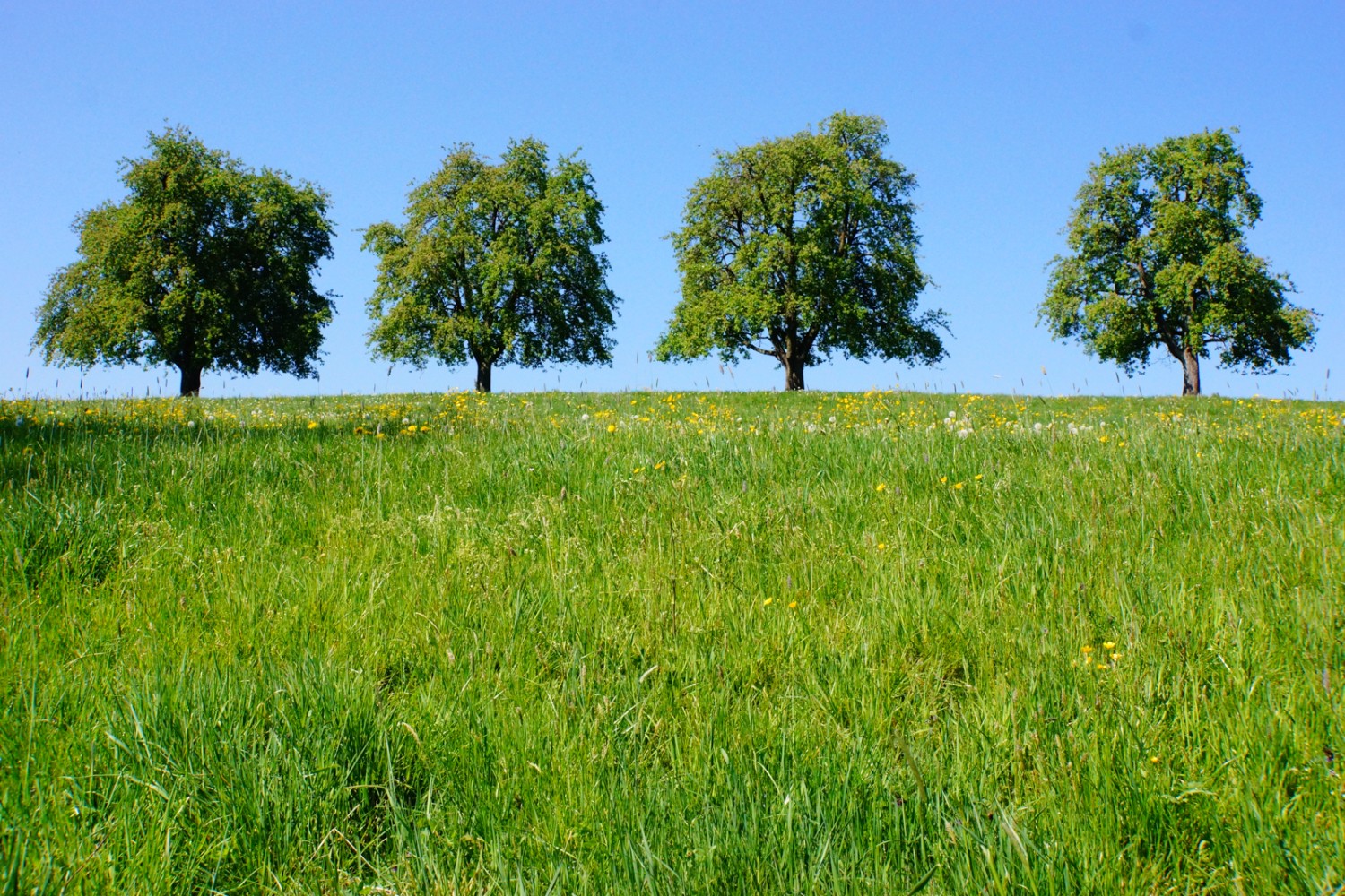 Des arbres fruitiers en fleurs, un pur printemps.