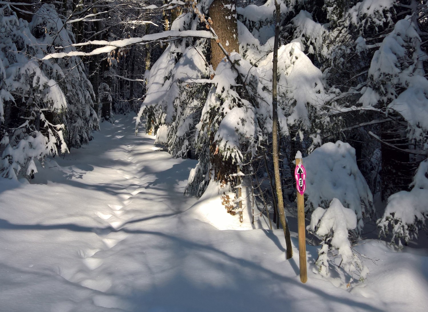 Le sentier de raquette se trouve souvent dans la forêt... Photo: Andreas Staeger